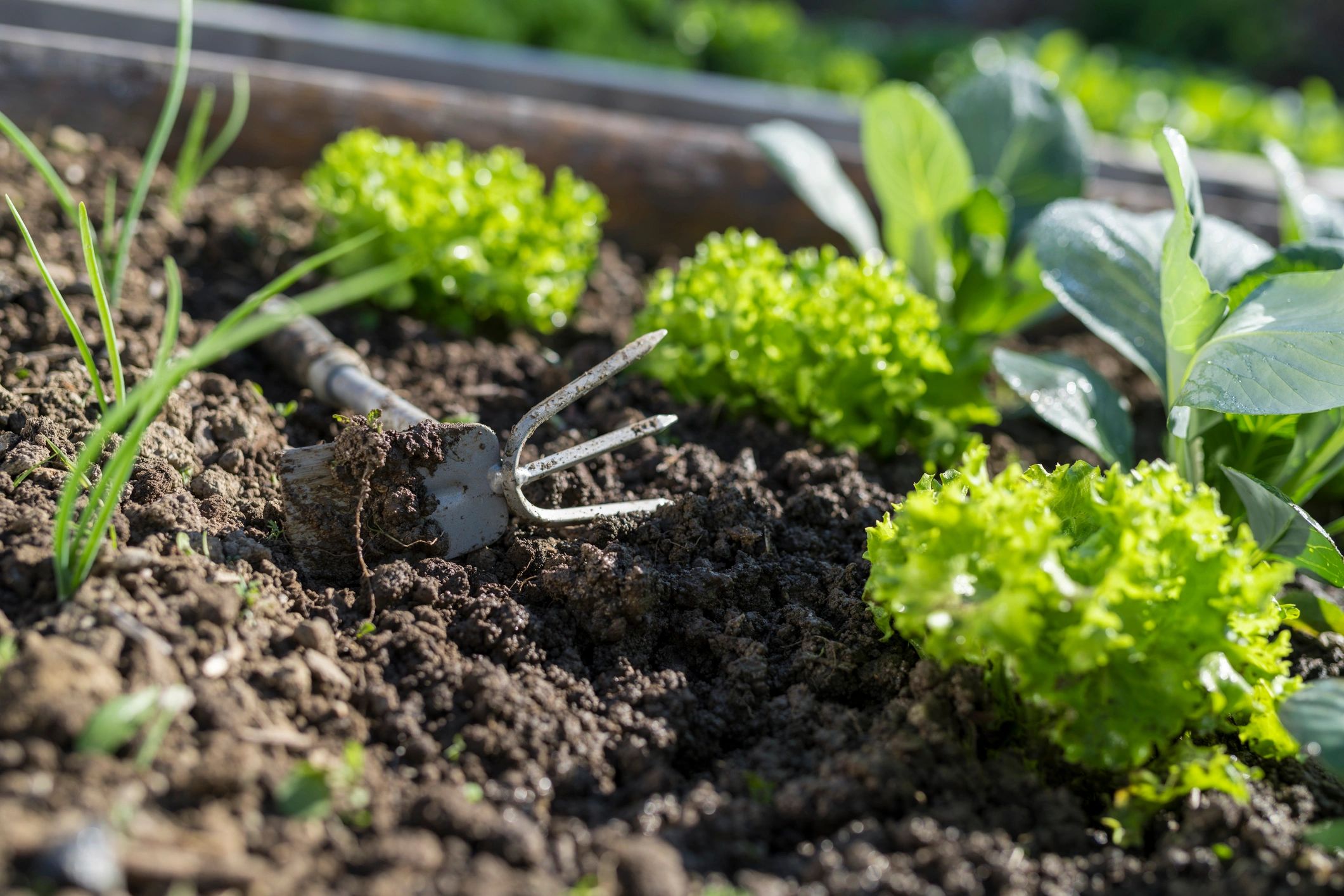 Garden tools in a vegetable bed representing practical soil-building work