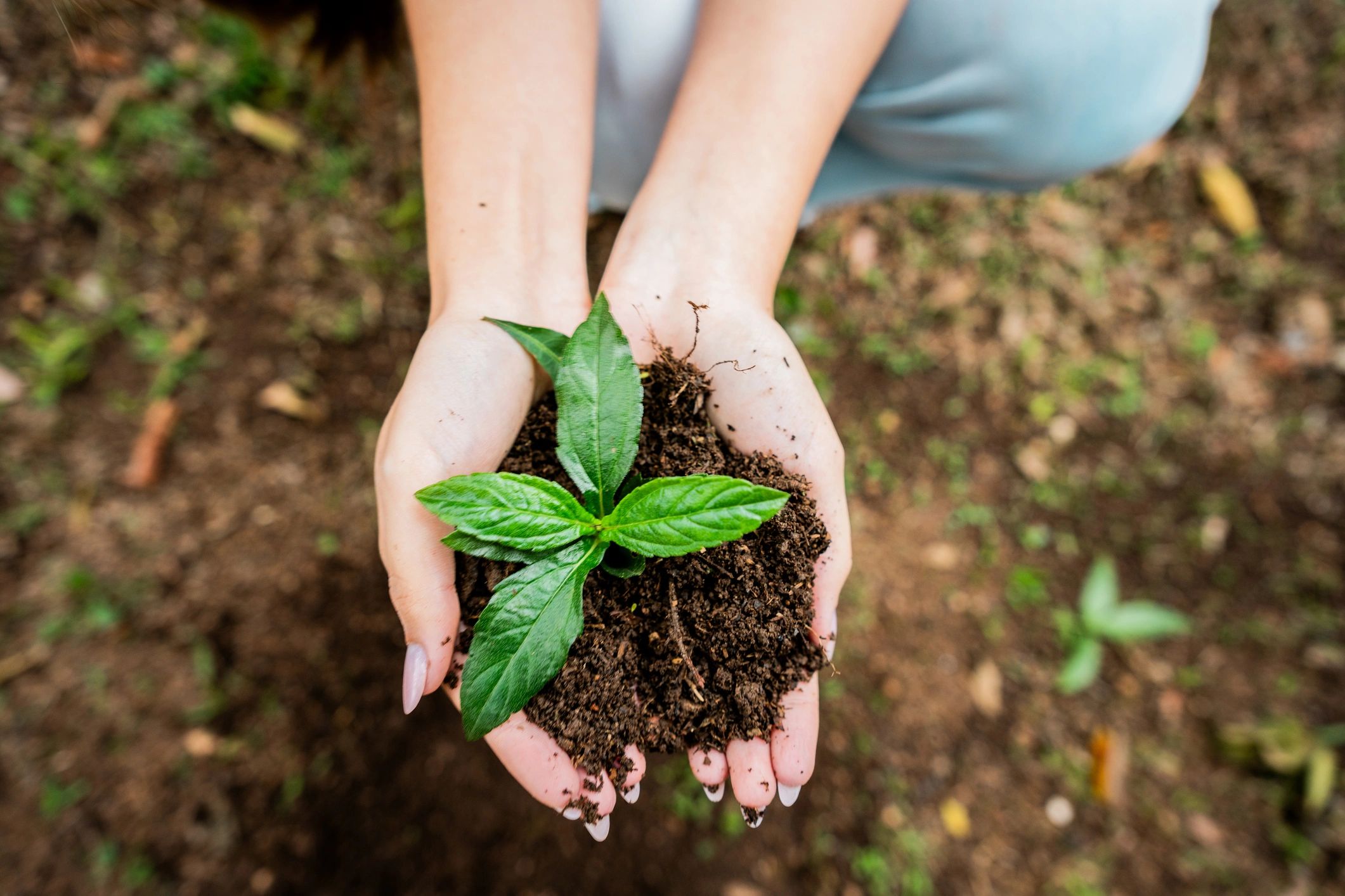 Hands holding a young seedling in rich garden soil