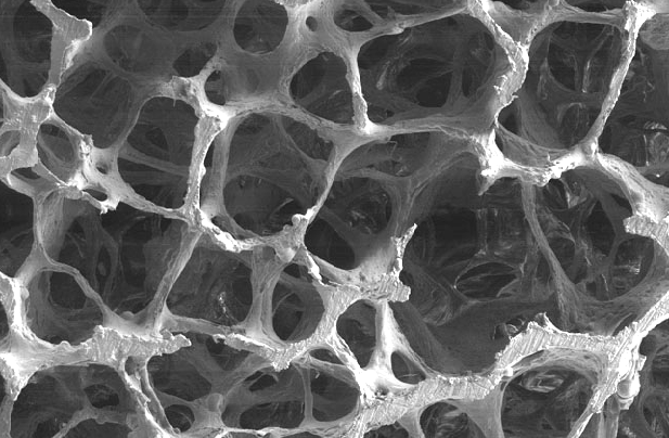 View the porosity of biochar under an electron microscope.