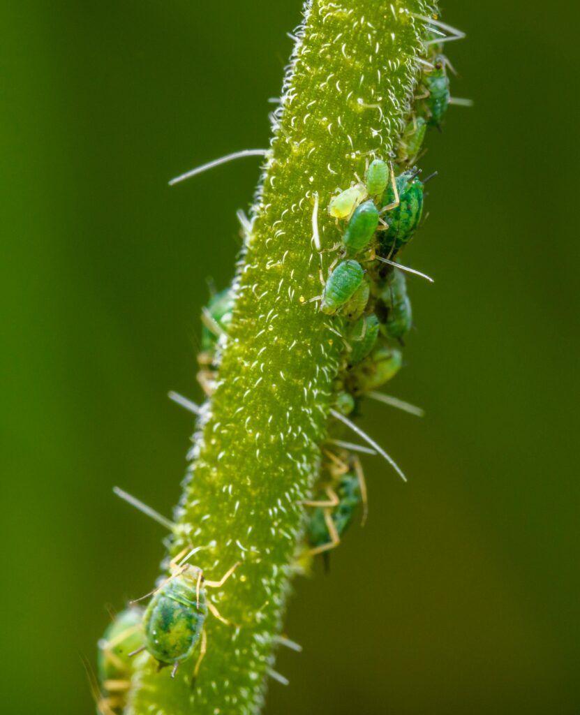 Aphids aren't pests, They're indicators that something is wrong with your soil, most likely not enough air!
